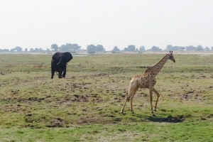 Chobe Elephant and Giraffe